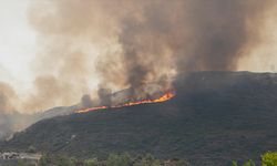 Adana'da korkutan orman yangını