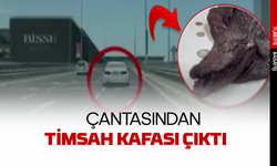 Çantasından timsah kafası çıktı