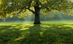 Rüyada Ağaçların Gizemli Dünyası: Anlamlar ve İşaretler