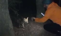 Bursa'da tilkiyi köfte ile besledi