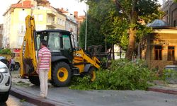 Asırlık ağacın dalı kırılarak araçların üzerine düştü