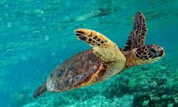 Caretta Yuvalarına Zarar Verenler Ceza Alıyor: Yavrular Denize Kavuşuyor