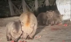 Acıkan ayı ailesi konteyner karıştırdı