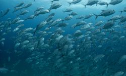 Küresel Isınmanın Balık Göç Yollarına Etkisi