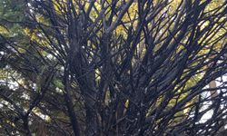 Doğa terörü Hikmet Şahin Kültürparkı'na taşındı! Ağaçları ateşe verdiler