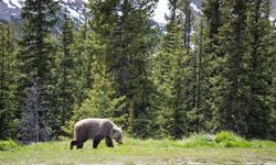 Banff Ulusal Parkı'nda Bozayı Trajedisi: 2 Kişi Hayatını Kaybetti