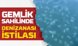 Gemlik Sahilinde Denizanası İstilası!