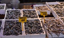 Deniz Sıcaklığından Balıkçılığa Büyük Darbe: Hamsi Sezonu Ne Durumda?