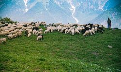 Kuran-ı Kerim'de Sayılarla Yolculuk: 99 Koyunu Olan Adam