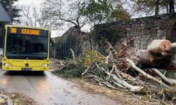 Şiddetli Fırtına, Bursa'daki Tarihi Çınar Ağacını Yıktı!