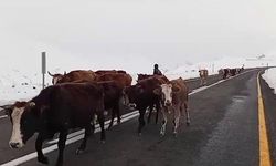Erzurum Yaylacıları Karlı Yollarda: Hayvanlarını Kışa Nasıl Taşıyorlar?