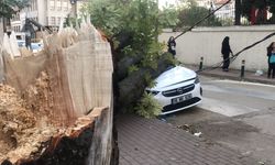 Lodos ağaç ve elektrik direğini devirdi: Araçlar hasar gördü