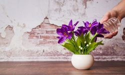 Evdeki Bitki ve Çiçekler İnsana Zarar Verir mi?