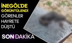 İnegöl'de Görüntülendi: Görenler Gözlerine İnanamadı!