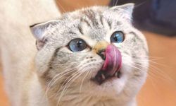 Kedilerin Gizli Dilini Çözmek: 276 Yüz İfadesiyle İletişimin Kapılarını Aralayan Yeni Araştırma
