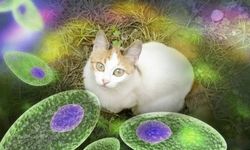 Bu parazite aman dikkat: Kedilerden bulaşıyor