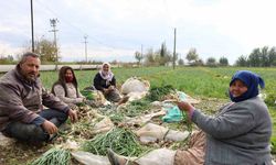 Aydın da yeşil soğan bu yıl üreticisini memnun etti