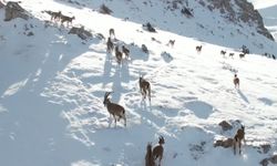 Yaban keçilerini birde böyle izleyin belgesel tadında görüntüler