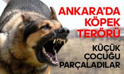 Ankara'da Köpek Terörü: Küçük Çocuğu Parçaladılar