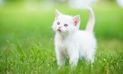 Kedi Tırnağı Nasıl Kesilir? Tırnak Kesimi Detayları: Mutlaka Dikkat Edilmesi Gerekenler!