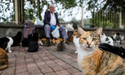 'Kedilerin babası', her sabah 700 kediye mama taşıyor