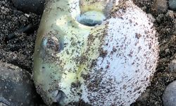 İskenderun'da Balon Balığı faciası yaşandı