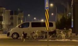 Erzurum’da başıboş köpeklerin korkutan görüntüleri
