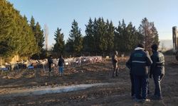 Bursa Osmangazi Belediyesi'nden koyunlara müdahale