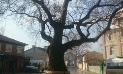 Alibey İsmi Nereden Geliyor? İnegöl Alibey Köyü'nün Tarihi