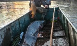 Meriç Nehrinde 2 Metrelik Dev Yayın Balığı Yakaladı