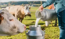 Süt Fiyatlarına Zam Gelecek Mi? Ne Kadar Olacak?