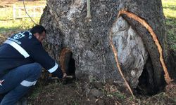Büyükşehir’den 100 yıllık çınara tedavi