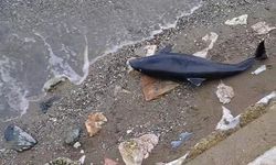 Bursa’da ölü yavru yunus balığı karaya vurdu