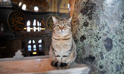 Ayasofya'nın Yeni Gözde Kedisi: Gli'nin mirasını devraldı