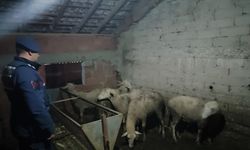 İznik'ten çalınan koyunlar Yenişehir'de bulundu