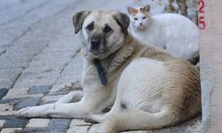 Bursa'da Kedi ve Köpeğin Sıra Dışı Dostluğu