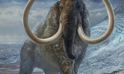 Mamutlar 4 Bin Yıl Sonra Geri Dönüyor