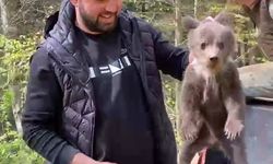 İnegöl'de ormandan şehre inen yavru ayı maskot oldu