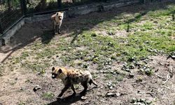 Bursa Hayvanat Bahçesinin 2 Yeni Misafiri Yoğun İlgi Görüyor