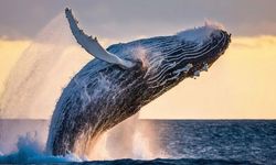 Balinalar Hakkında Sizi Şaşırtacak Gerçekler