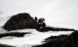 Anne ayı ve yavruları karda dolaşırken görüntülendi