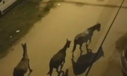 Bursa'da sokaklar geceleyin atların mı?