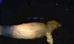 Bursa'da denizde fok balığı görüldü