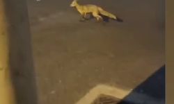 İnegöl'de sokakta gezen tilki kameralara yakalandı