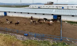 Banka kredisi ile Kurban Kesmek caiz mi? Din İşleri Yüksek Kurulu açıklıyor