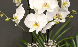 Çiçeklerin Atası Veliahtı: Orkideler!