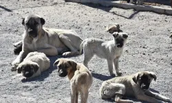 Başıboş Sokak Köpekleri İçin Yeni Kanun Teklifi TBMM'ye Sunuldu