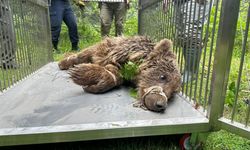 Uludağ'da operasyonla kurtarılan ayının kalça kemiği kırılmış