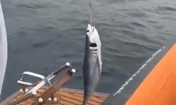 Amatör balıkçının oltasına köpek balığı geldi