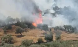 Aydın'daki yangın kontrol altına alındı